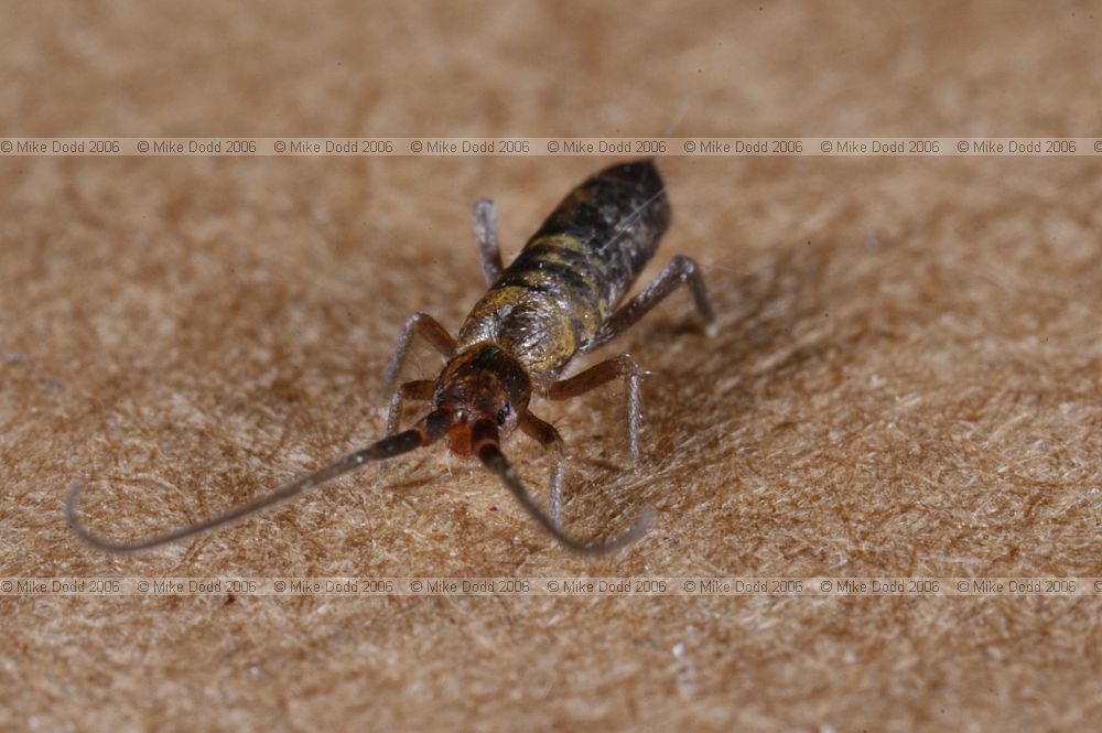 Springtail collembola