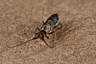 Springtail collembola