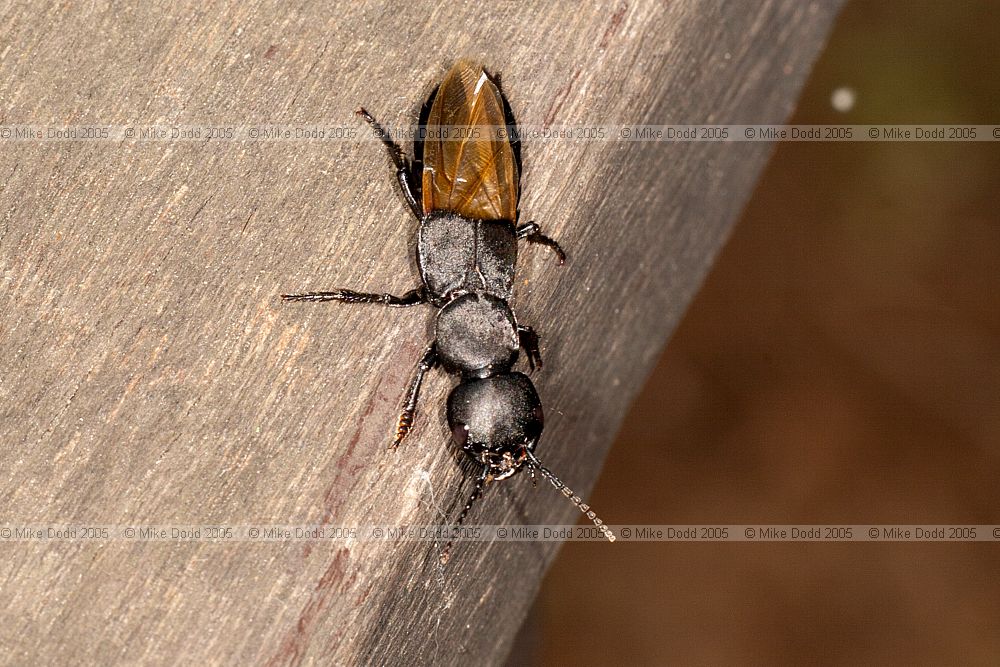 Staphylinus olens Devil's coach-horse showing wings