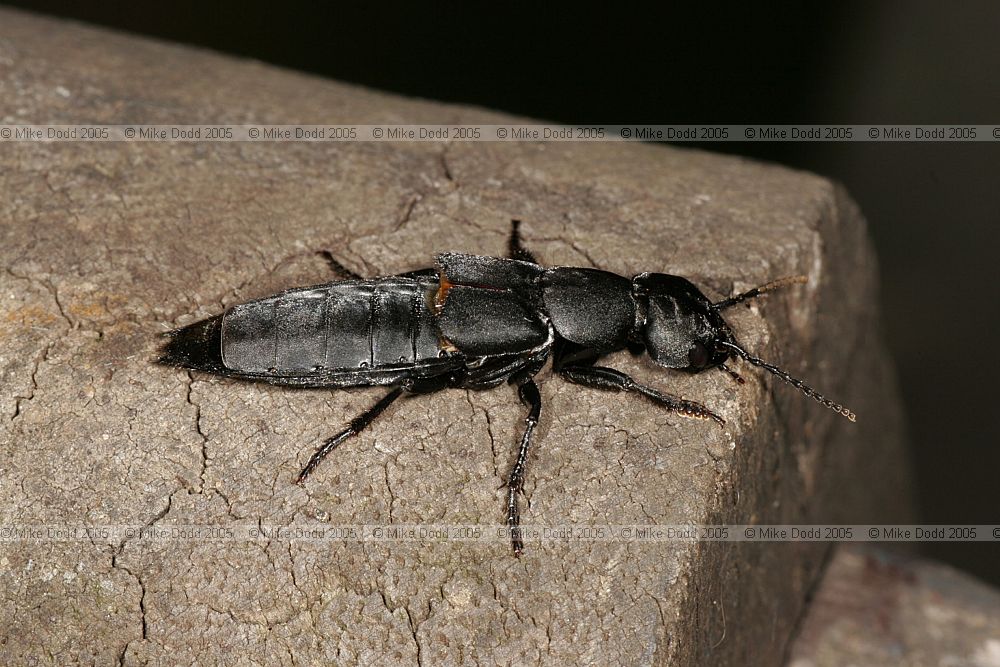 Staphylinus olens Devil's coach-horse