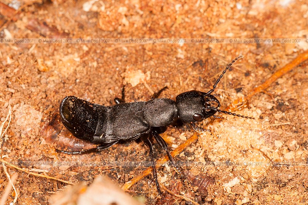 Staphylinus olens Devil's Coach-horse