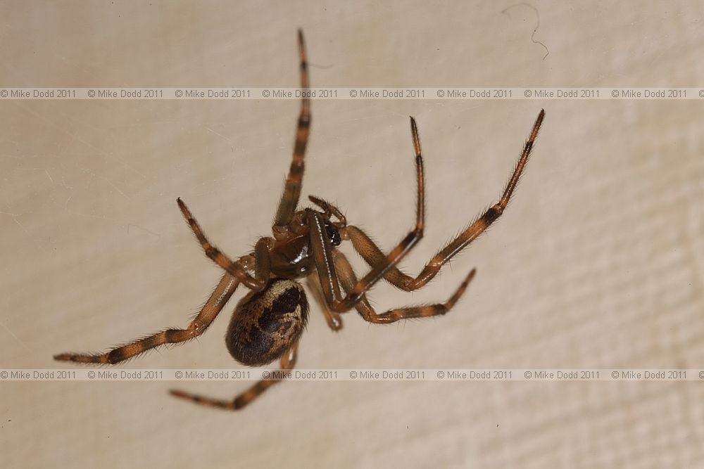 Steatoda nobilis false widow spider