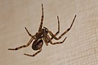 Steatoda nobilis false widow spider