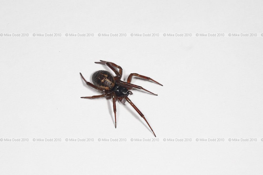 Steatoda nobilis False black widow