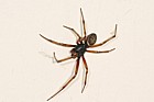 Steatoda nobilis common names include cupboard spider or false black widow