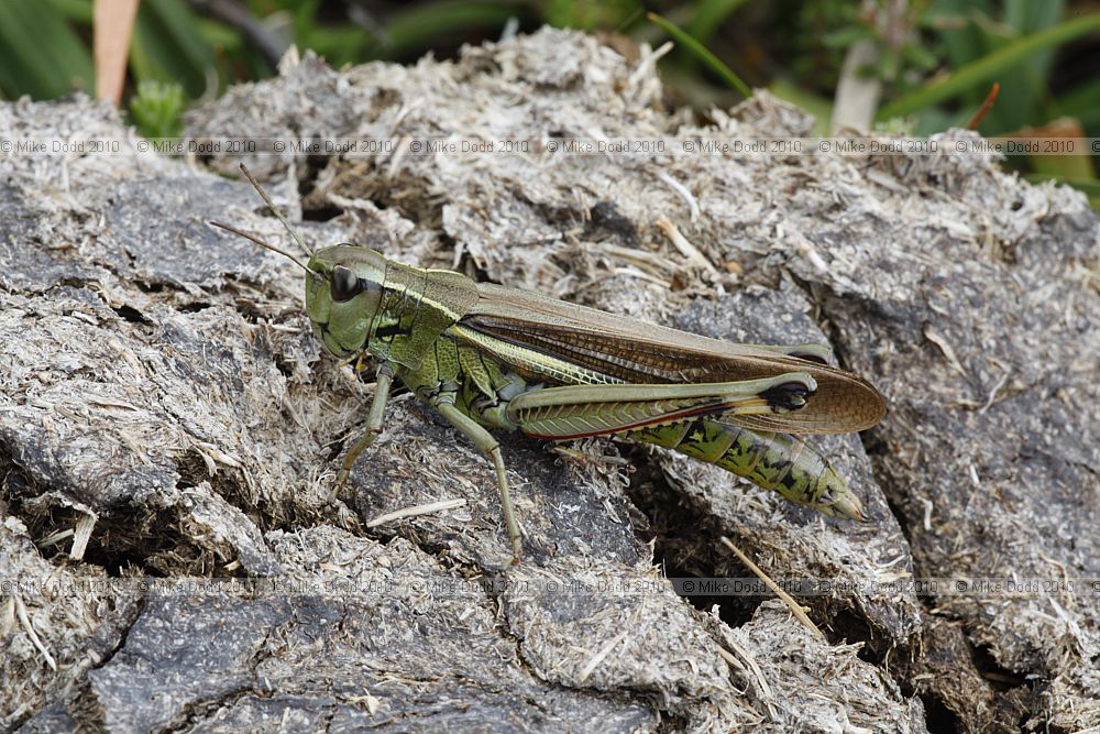 Stethophyma grossum Large marsh grasshopper