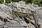 Stethophyma grossum Large marsh grasshopper
