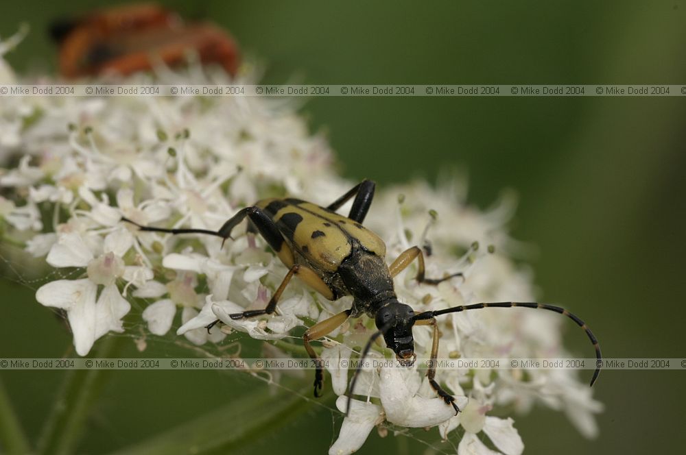 Strangalia maculata