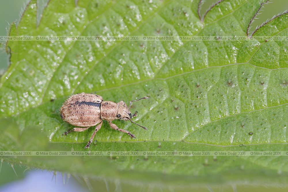 Strophosoma melanogrammum Weevil