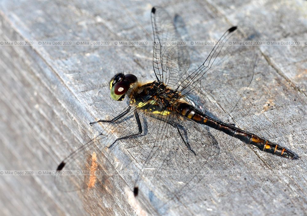 Sympetrum danae Black Darter