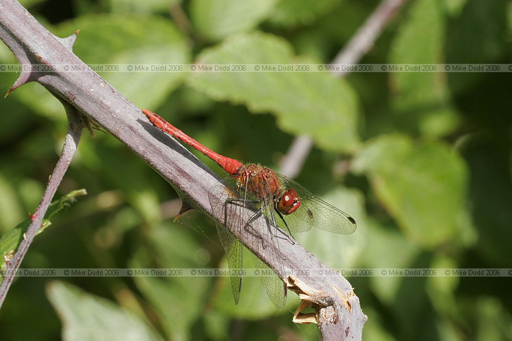 Sympetrum sanguineum Ruddy darter male