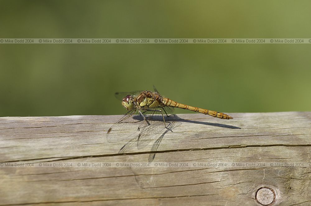 Sympetrum striolatum Common darter female