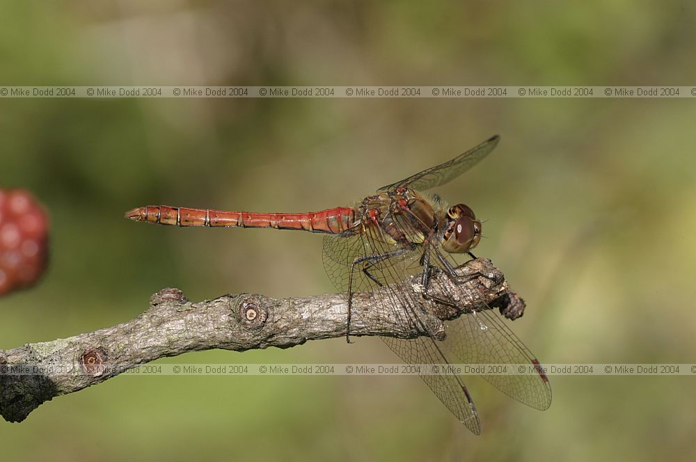 Sympetrum striolatum Common darter male