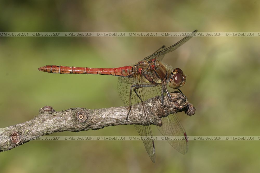 Sympetrum striolatum Common darter male