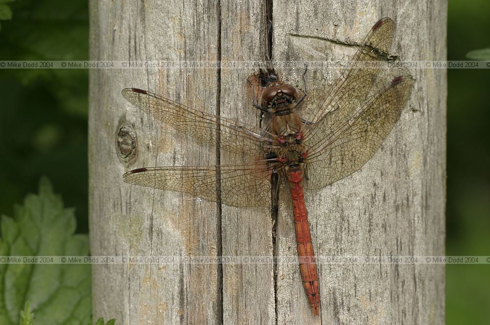 Sympetrum striolatum Common darter male