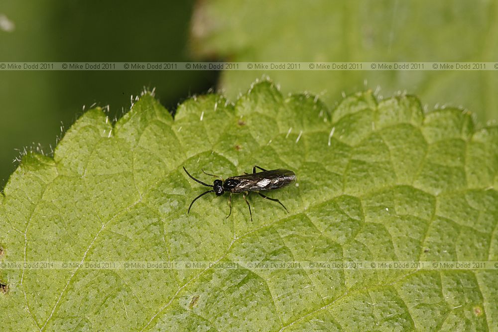 Symphyta a sawfly