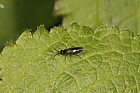 Symphyta a sawfly
