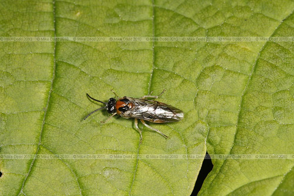 Symphyta Sawfly