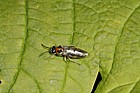Symphyta Sawfly