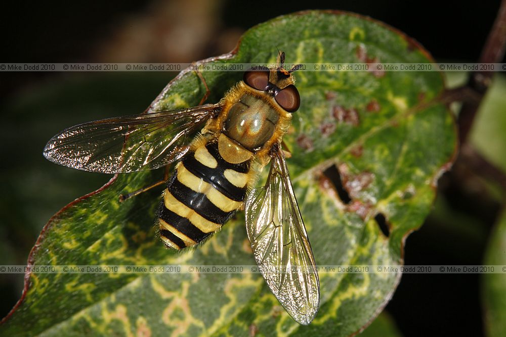 Syrphus