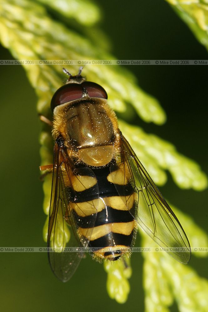 Syrphus ribesii Hover-fly