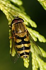 Syrphus ribesii Hover-fly