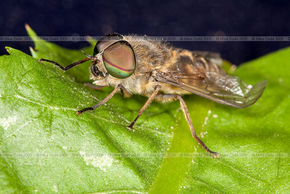 Tabanus bromius Band-eyed Brown Horsefly