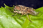 Tabanus bromius Band-eyed Brown Horsefly
