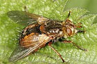 Tachina fera (a parasite of butterfly and moth larvae)