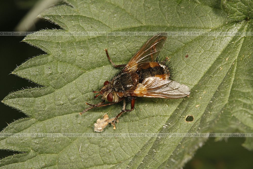 Tachina fera