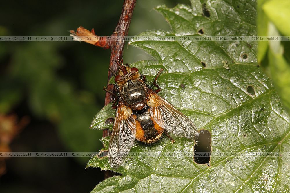 Tachina fera