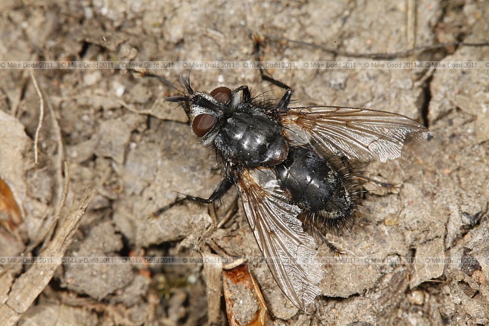 Tachinidae