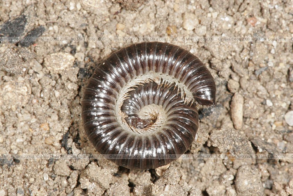 Tachypodoiulus niger millipede