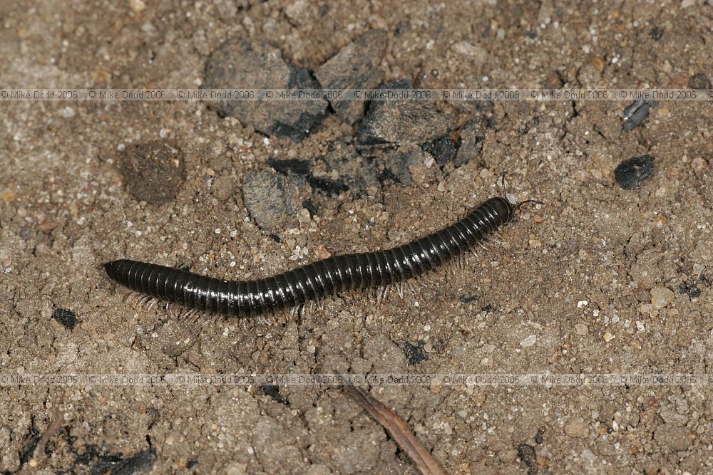 Tachypodoiulus niger millipede