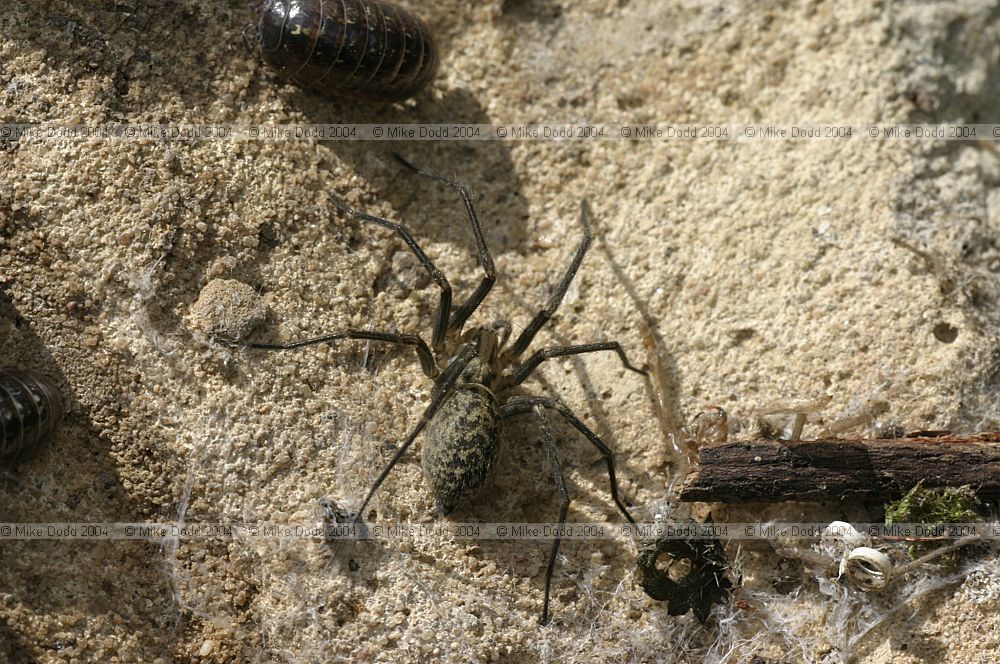 Tegenaria House Spider