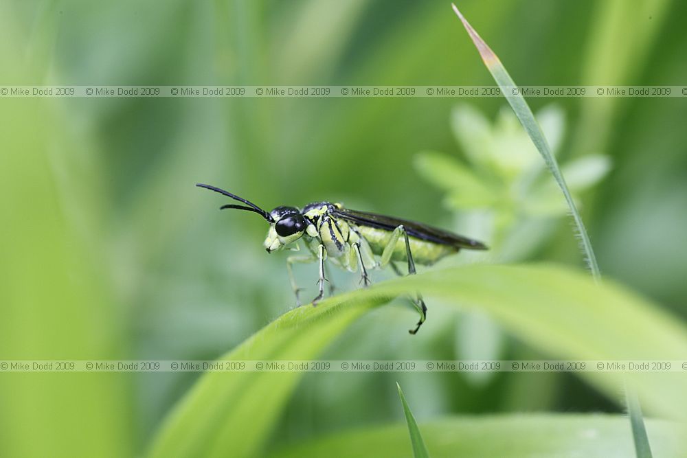 Tenthredo sp. Sawfly