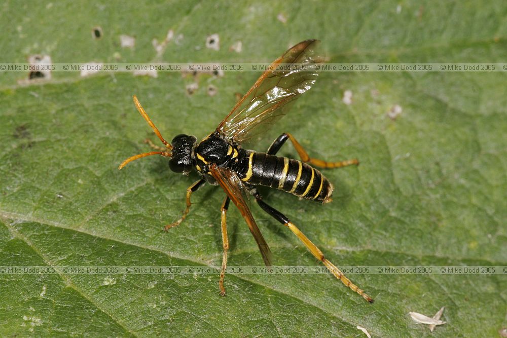 Tenthredo (arcuata?) Sawfly