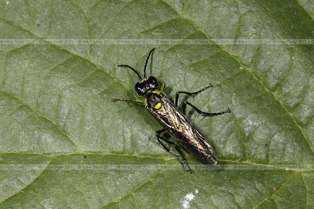 Tenthredo a sawfly probably Tenthredo mesomelas