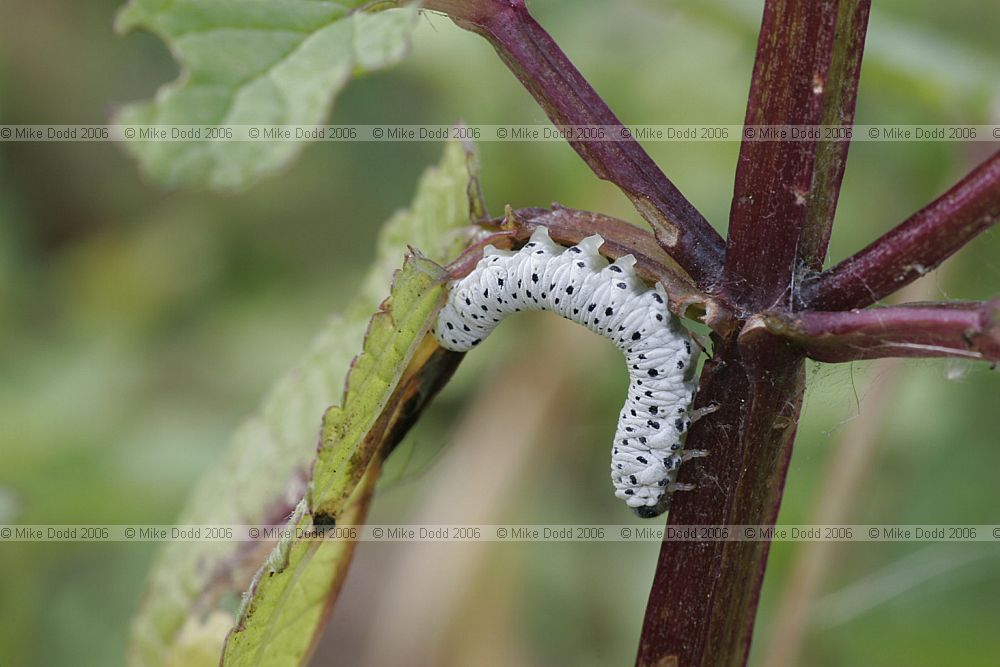 Tenthredo scrophulariae Figwort Sawfly