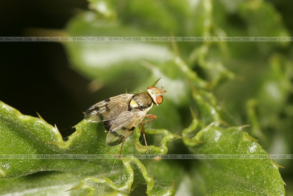 Tephritidae Picture wing fly