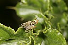 Tephritidae Picture wing fly