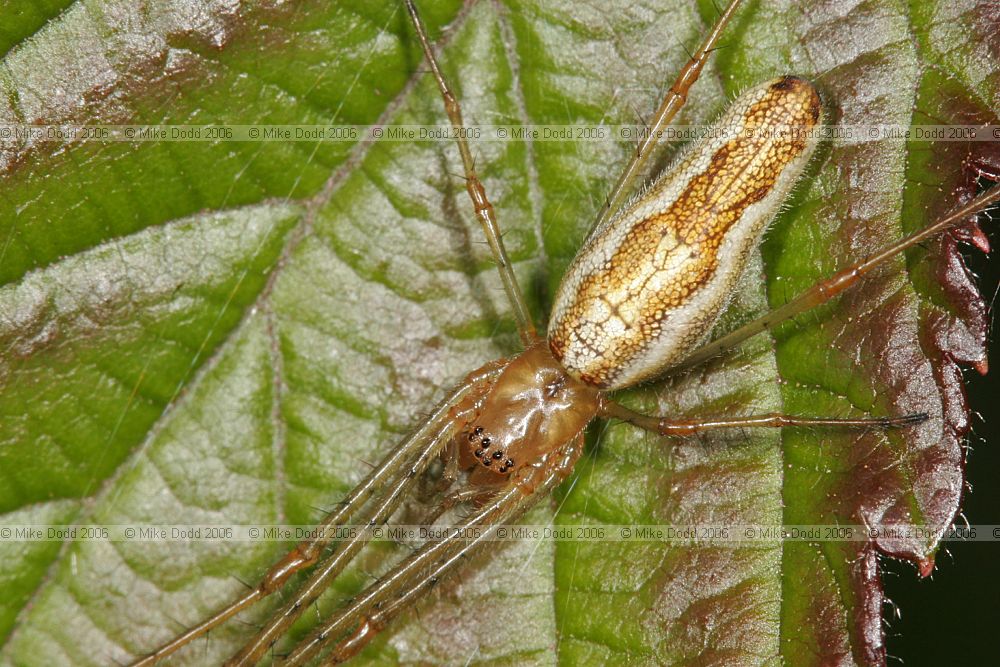 Tetragnatha sp. spider