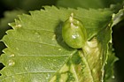 Fig gall on elm leaf caused by mites Tetraneura ulmi