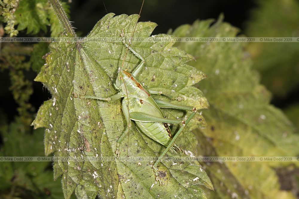 Tettigonia viridissima Great Green Bush-cricket