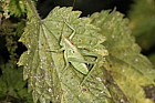 Tettigonia viridissima Great Green Bush-cricket