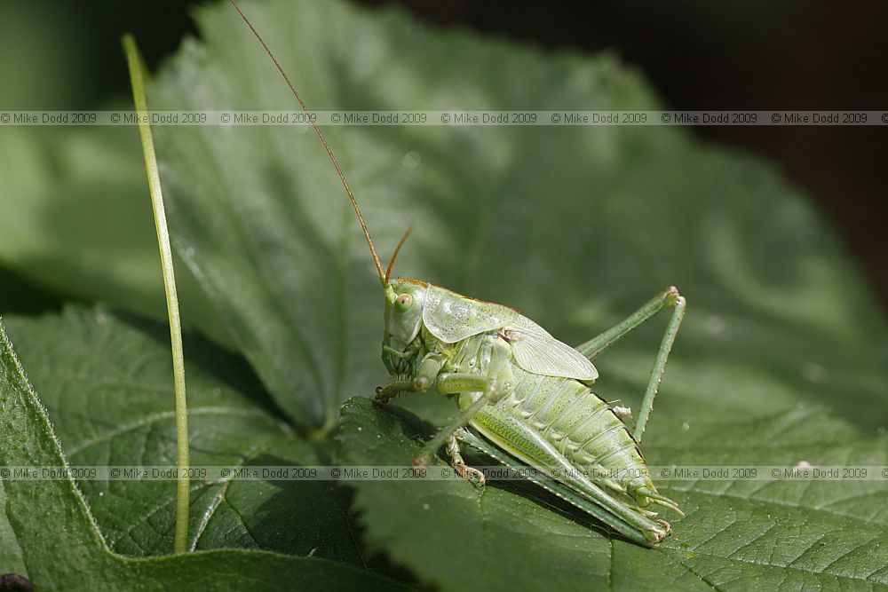 Tettigonia viridissima Great Green Bush-cricket