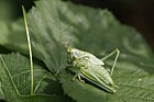 Tettigonia viridissima Great Green Bush-cricket