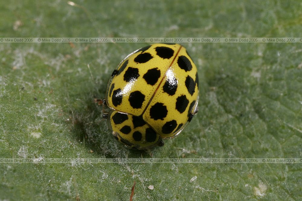 Thea 22-punctata 22 spot ladybird