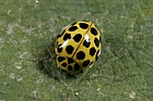 Thea 22-punctata 22 spot ladybird