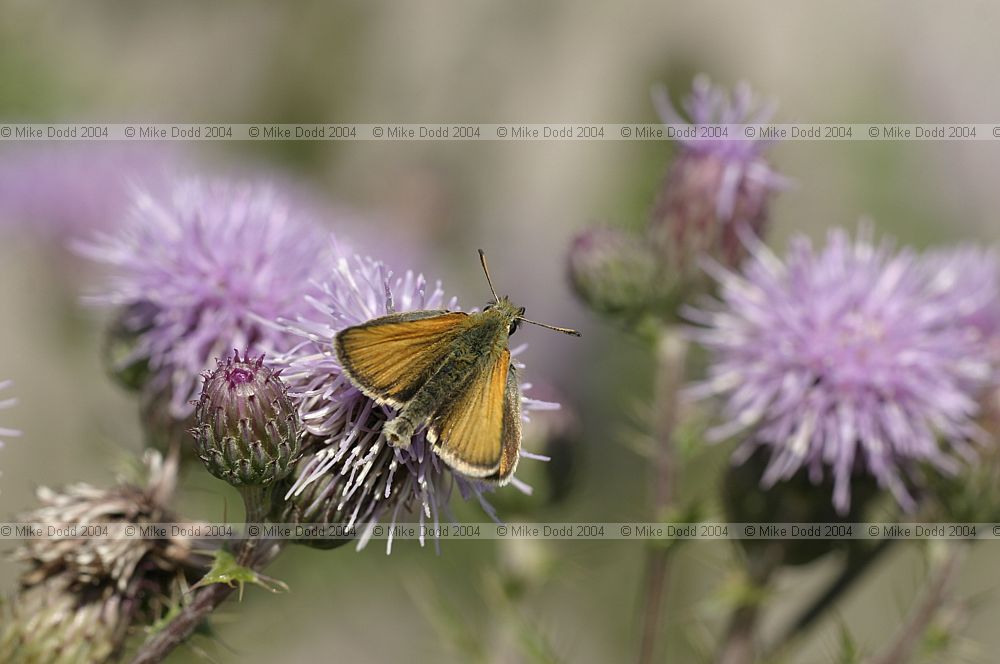 Thymelicus lineola Essex skipper